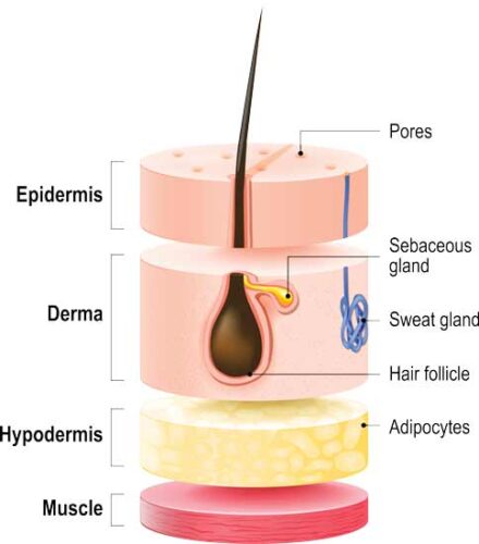 Our Skin and Connective Tissue